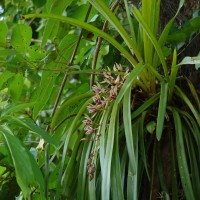 Cymbidium aloifolium (L.) Sw.